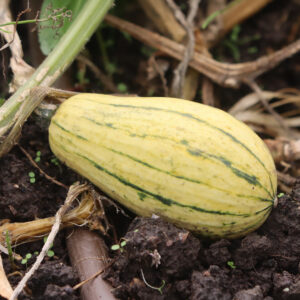 A Delicata Squash growing on the vine. It has yellow skin with green stripes