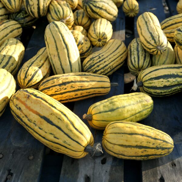 Squash - Delicata - Image 3