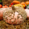 Squash Galeux D'Eysines