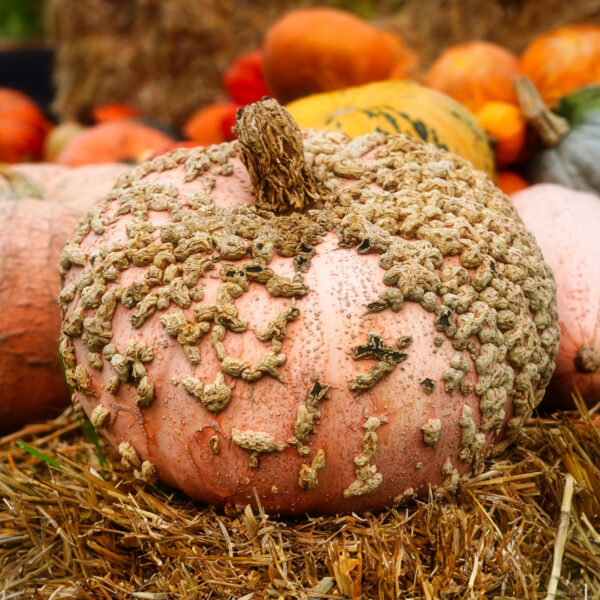 Squash Galeux D'Eysines