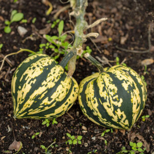Squash Harlequin F1