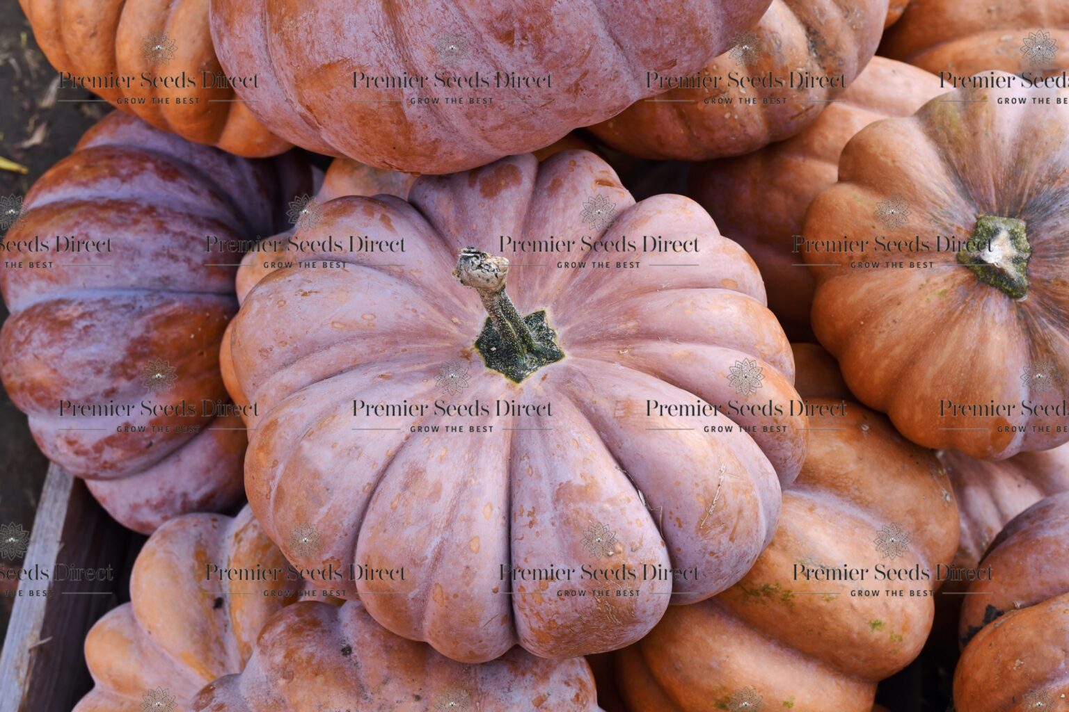 Squash Muscade De Provence Squash Premier Seeds Direct ltd