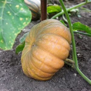 An orange Muscade de Provence squash growing on the vine with green leaves