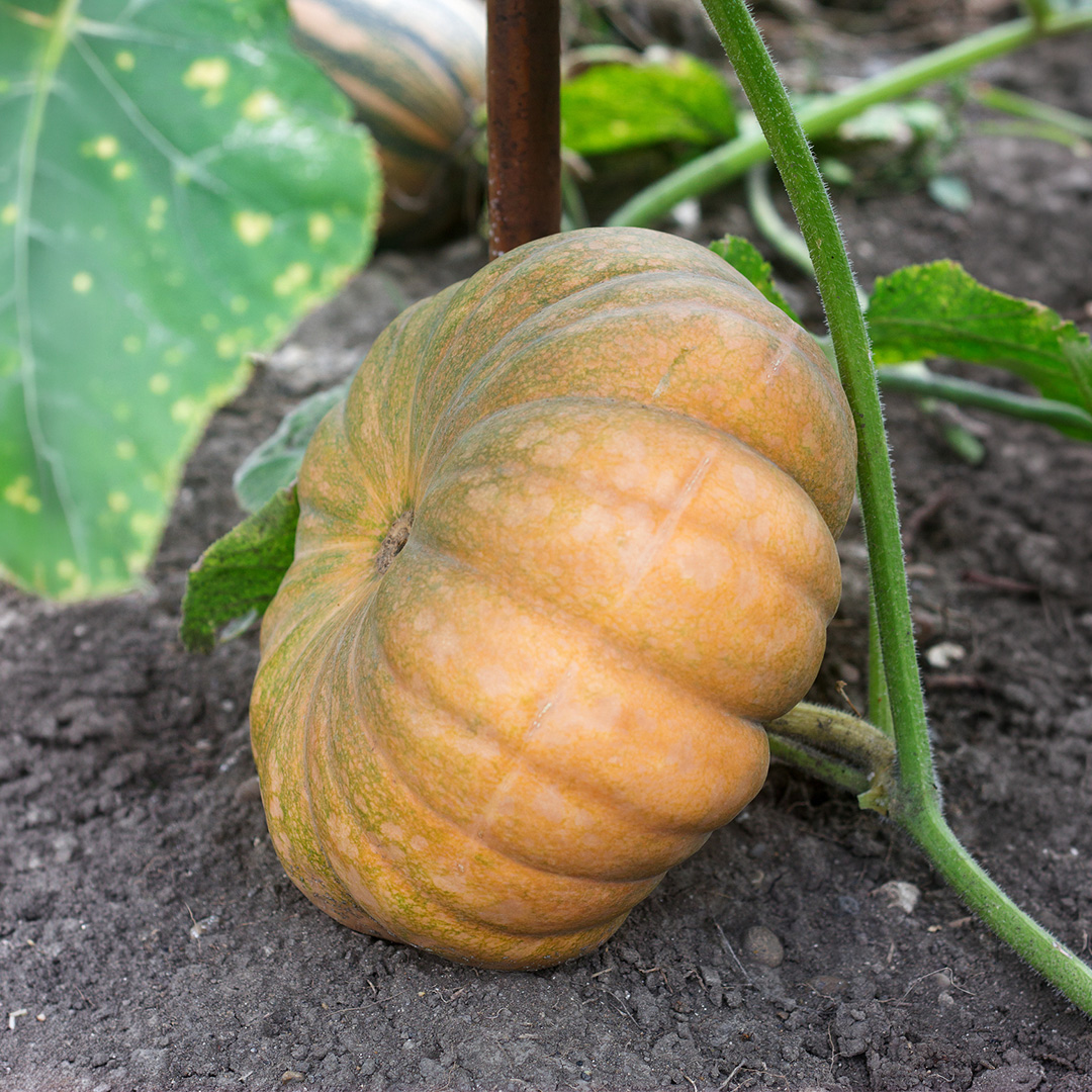 An orange Muscade de Provence squash growing on the vine with green leaves