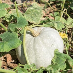 Strawberry Crown Squash growing on the vine partial