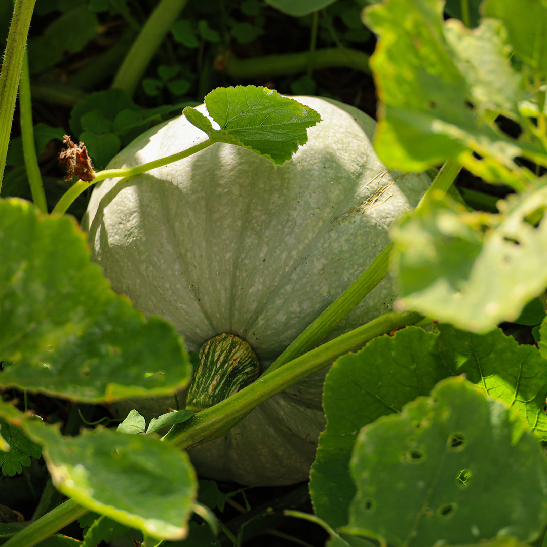 Strawberry Crown Squash growing on the vine partially hidden by leaves