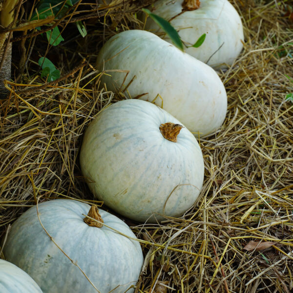 Squash - Strawberry Crown - Image 2