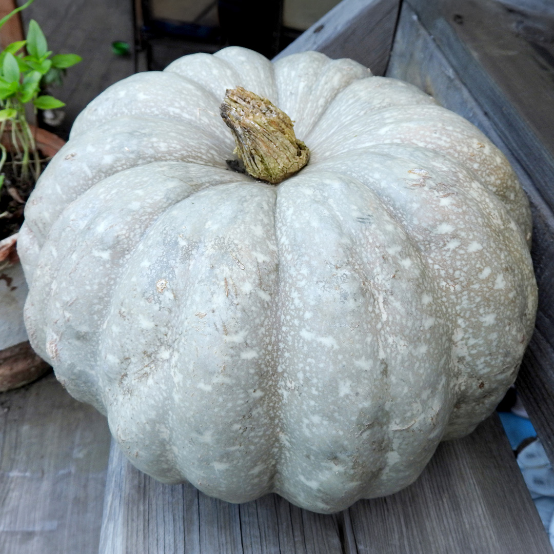 A freshly harvested Strawberry Crown squash with grey skin sitting on a wooden step