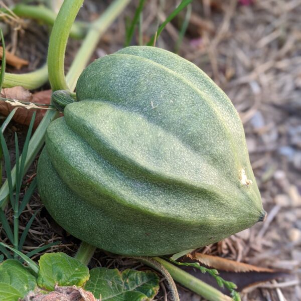 Squash - Table King - Image 2