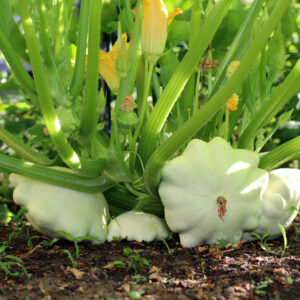 Squash Early White Bush Scallop