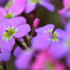 Stock Virginia Malcomia Maritima