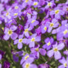 Stock Virginia Malcomia Maritima - Image 2