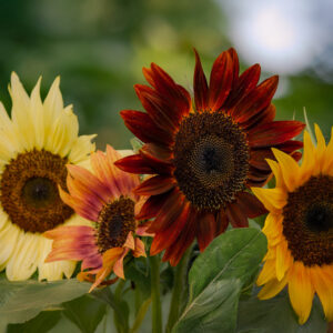 Sunflower Autumn Beauty