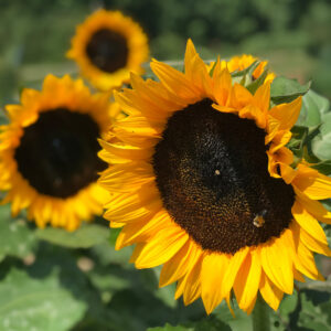 Dwarf Sunspot Sunflowers with large dark centre and bright yellow thin petals with blurred background