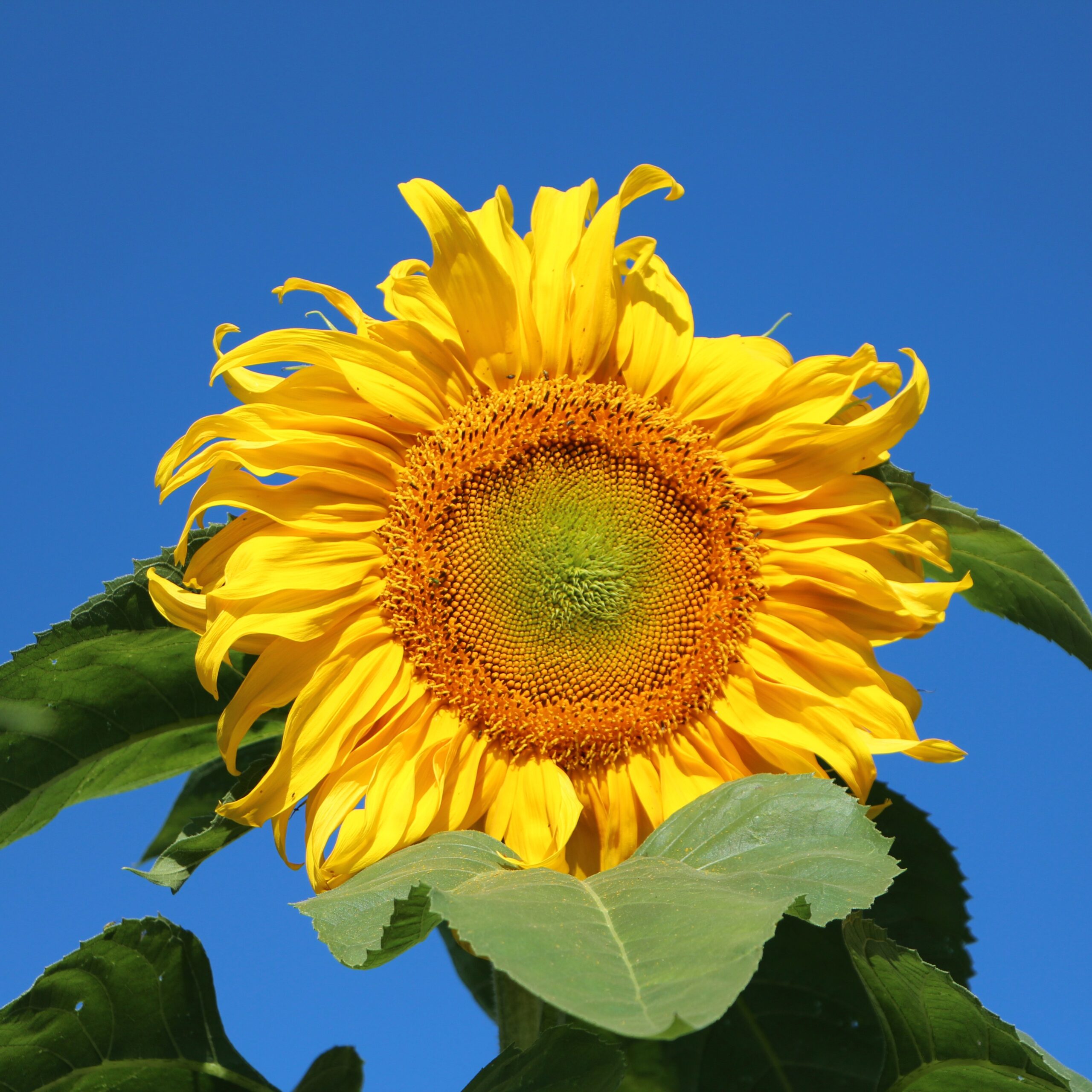 Giant Sunflower Titan