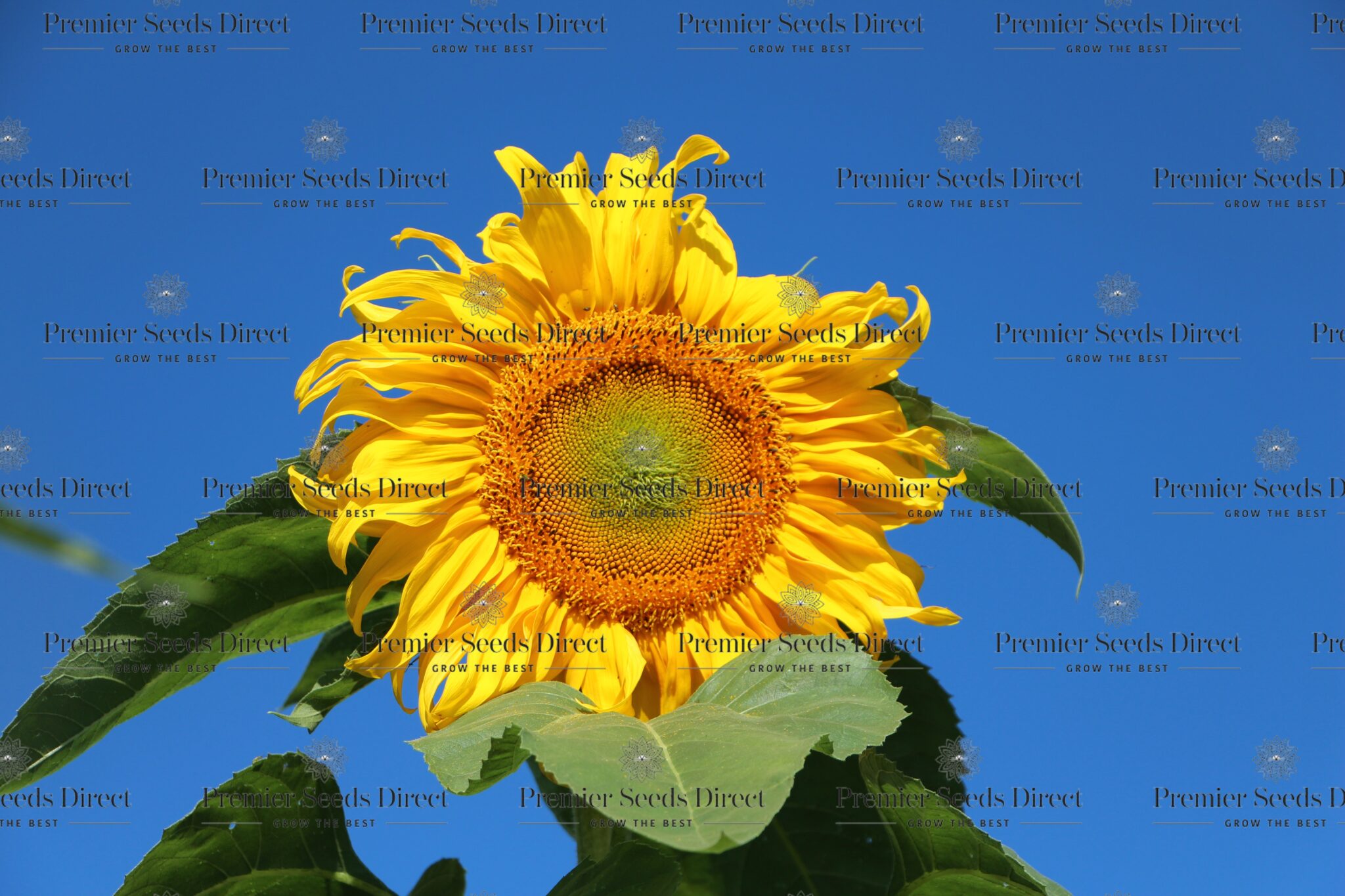 Giant Sunflower Titan Flowers Premier Seeds Direct ltd