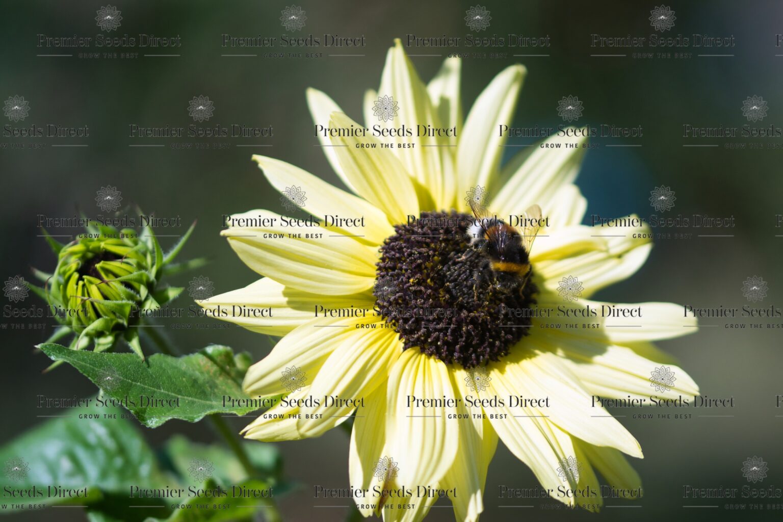 Sunflower Vanilla Ice | Flowers | Premier Seeds Direct ltd