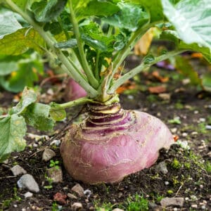Purple topped Swede Tweed growing in the ground