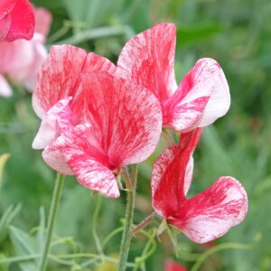 Sweet Pea Heirloom America