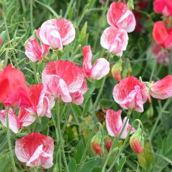Sweet Pea Heirloom America - Image 2