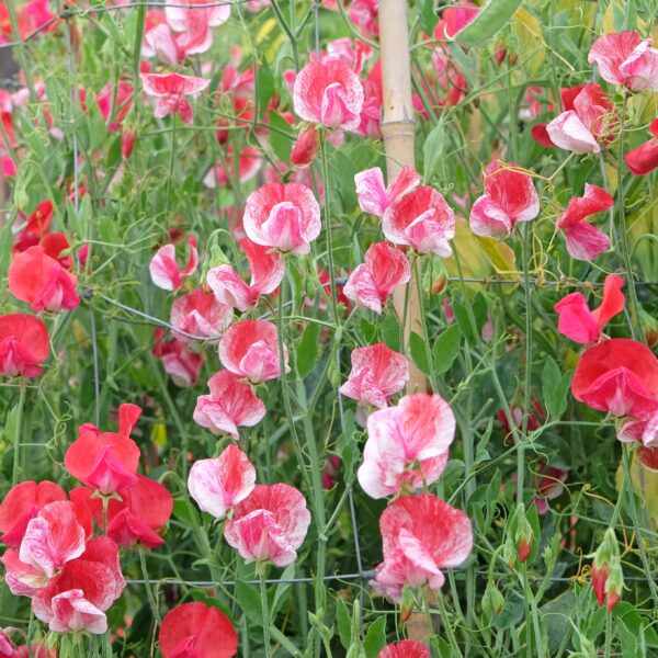 Sweet Pea Heirloom America - Image 3