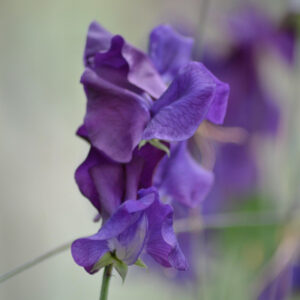 Close-up of a Sweet Pea flower of the Blue Velvet Spencer variety