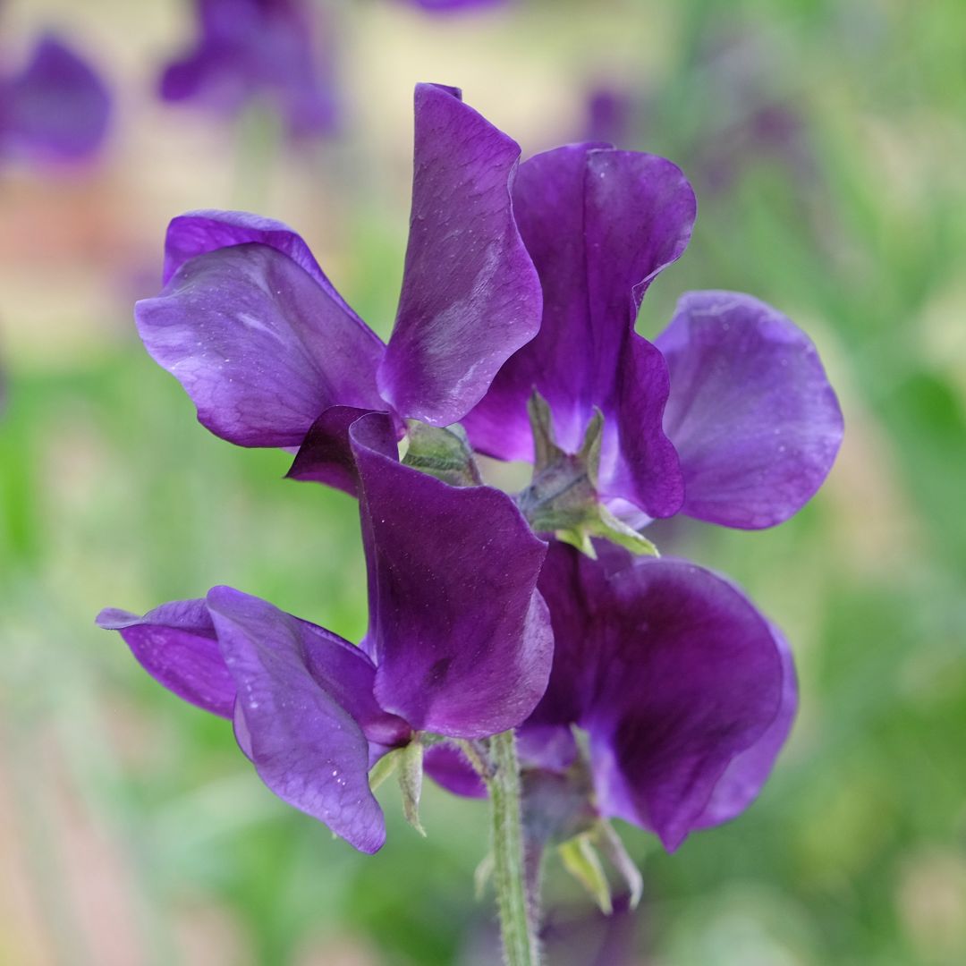 Beautiful Blue Velvet Spencer sweet pea flowers with blurred green background