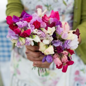 Sweet Pea Heaven Scent Mix