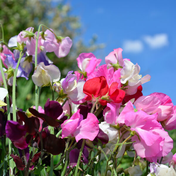 Sweet Pea Heaven Scent Mix - Image 2