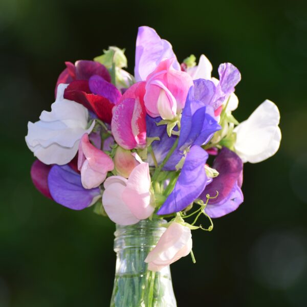 Sweet Pea Heaven Scent Mix - Image 3