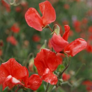 Sweet Pea Henry Eckford