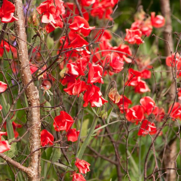 Sweet Pea Henry Eckford - Image 2