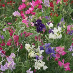 Sweet Pea Mammoth Mix