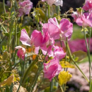 Sweet Pea Mammoth Rose Pink