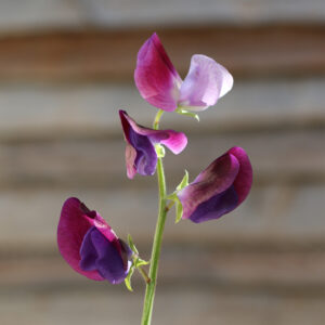 Sweet Pea Grandiflora Matucana