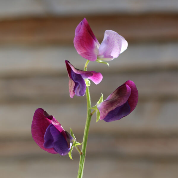 Sweet Pea Grandiflora Matucana