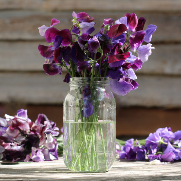 Sweet Pea Grandiflora Matucana - Image 2