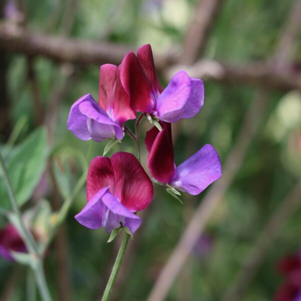 Sweet Pea Grandiflora Matucana - Image 3