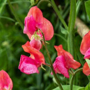 Sweet Pea Prince of Orange Grandiflora