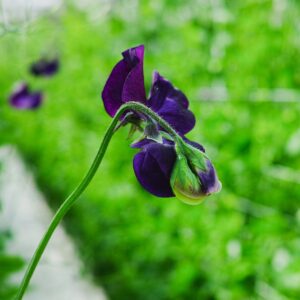 Sweet Pea Royal Family Blue