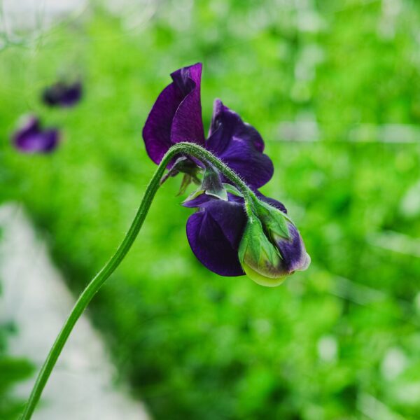Sweet Pea Royal Family Blue
