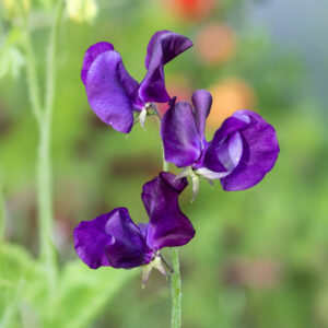 Sweet Pea flowers of the Royal Family Blue variety with deep blue / purple petals