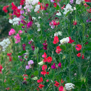 A selection of Sweet Pea flowers in a mix of the Royal Family variety in shades of pink, purple, white, and red
