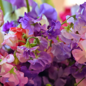 Sweet Pea Royal Family Mix in purple, pink, white, and red