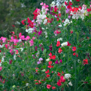 A mix of Sweet Pea flowers of the Royal Family variety in white, pink, red, and purple