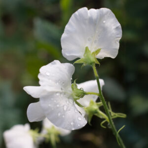 Sweet Pea Flowers of the Royal Family White variety on the stem