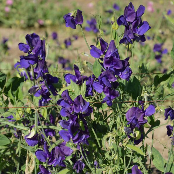 Sweet Pea Royal Family Blue - Image 3