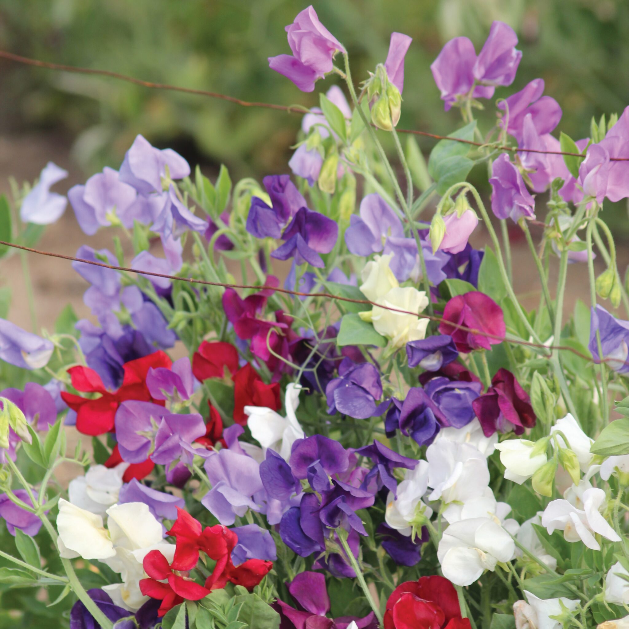 Sweet Pea Spencer Mix