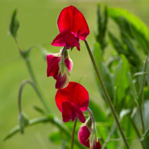 Bright red Winston Churchill Sweet Pea flowers growing with blurred green background