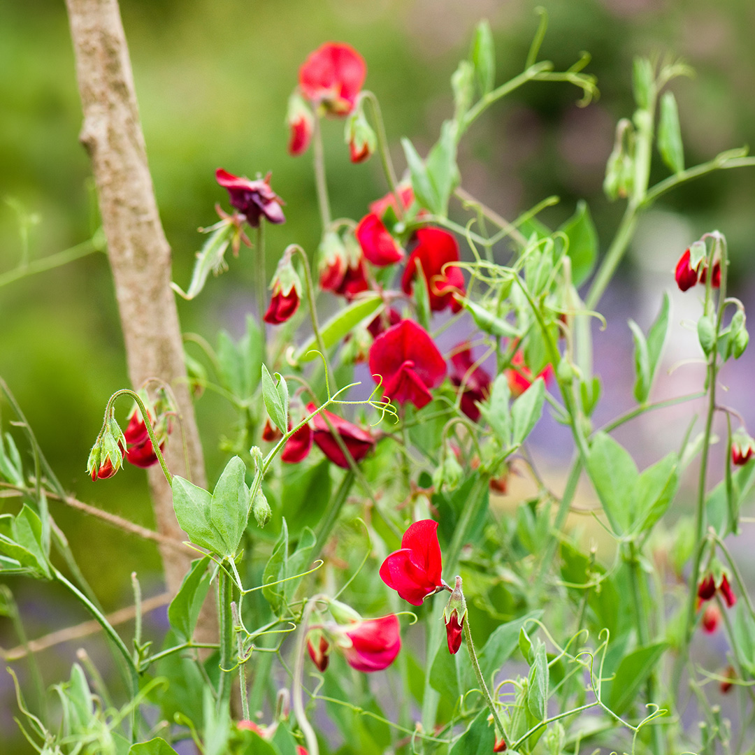 Sweet Pea Winston Churchill - Image 2